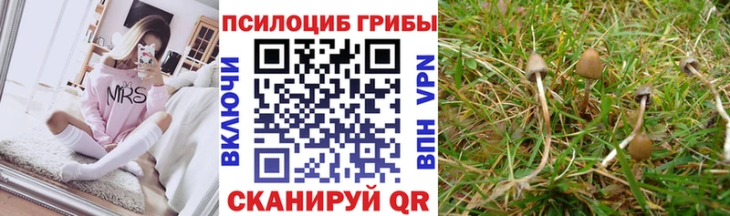 Псилоцибиновые грибы Psilocybine cubensis Купить закладки Пласт